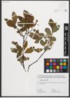 Foto von Salix silesiaca Willd.